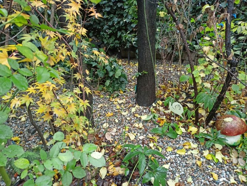 Acer Taiyo-Nishiki - Grădina 2022 continuare 5