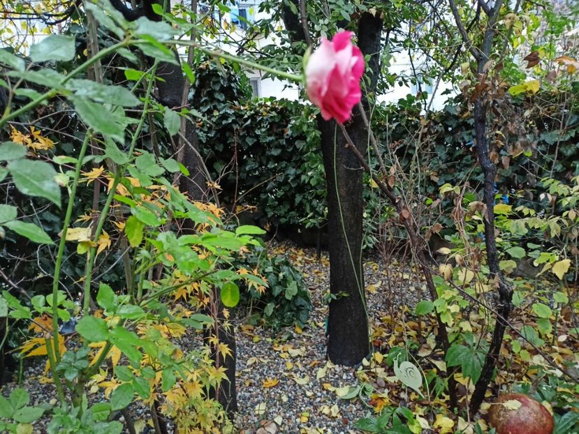 Schone Koblenzerin - Grădina 2022 continuare 5