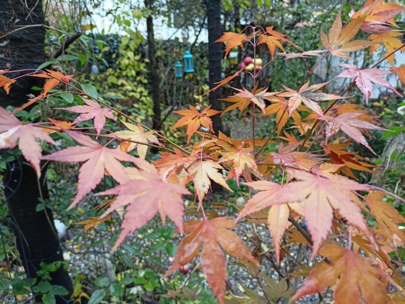  - Grădina 2022 continuare 5