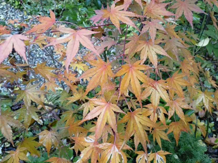  - Grădina 2022 continuare 5