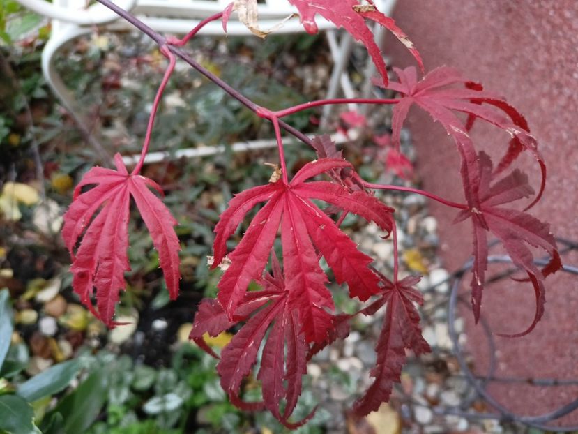 Acer Shirazz - Grădina 2022 continuare 5