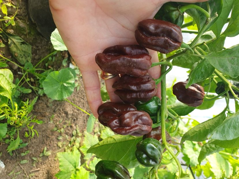 Chilli - A-Gradina 2022