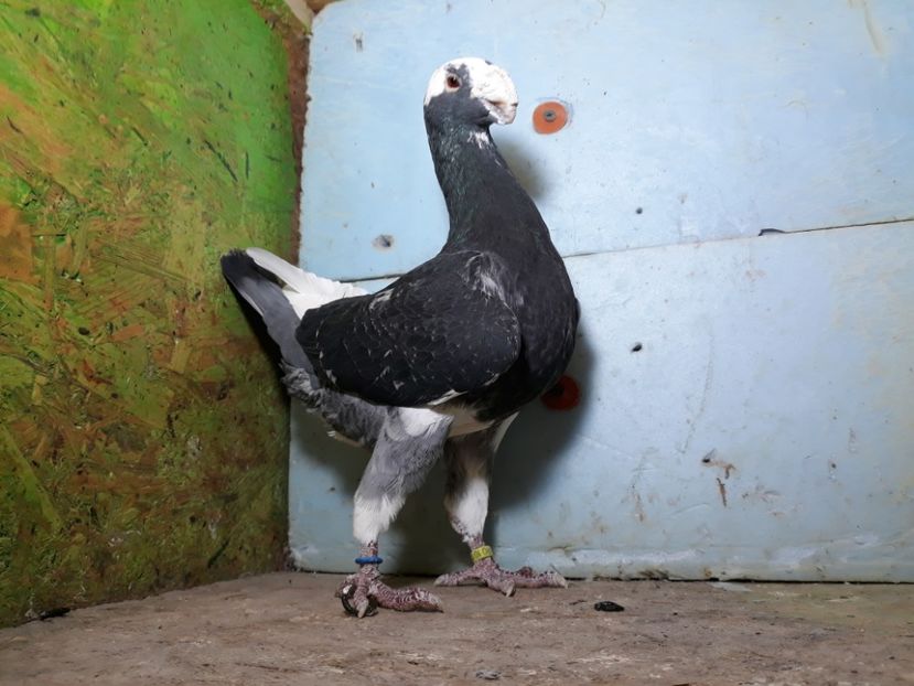 20221119_185558[1] - Amintiri