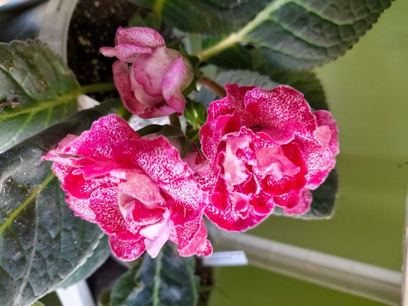  - Gloxinia