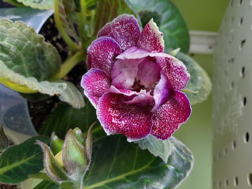  - Gloxinia