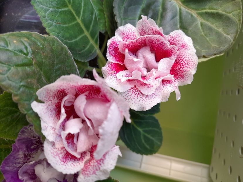  - Gloxinia