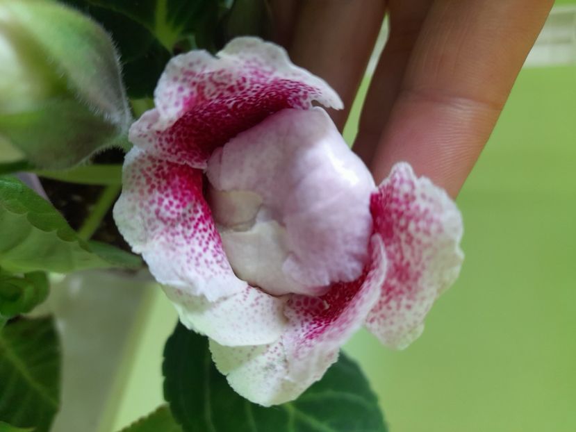  - Gloxinia