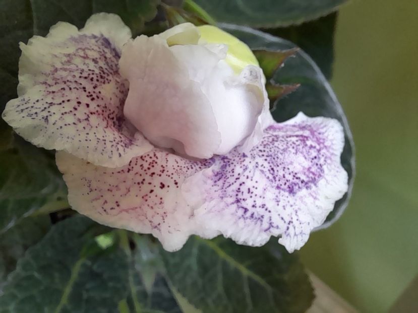  - Gloxinia