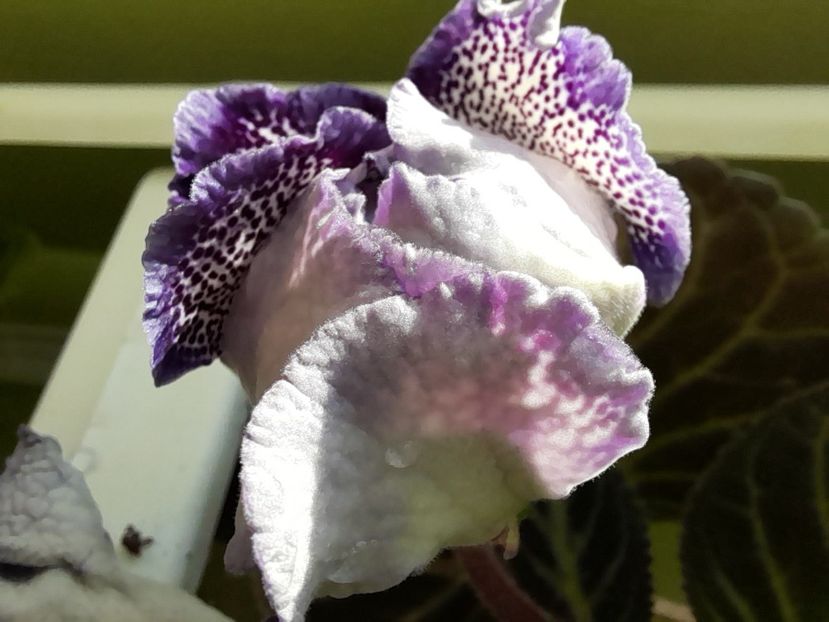  - Gloxinia