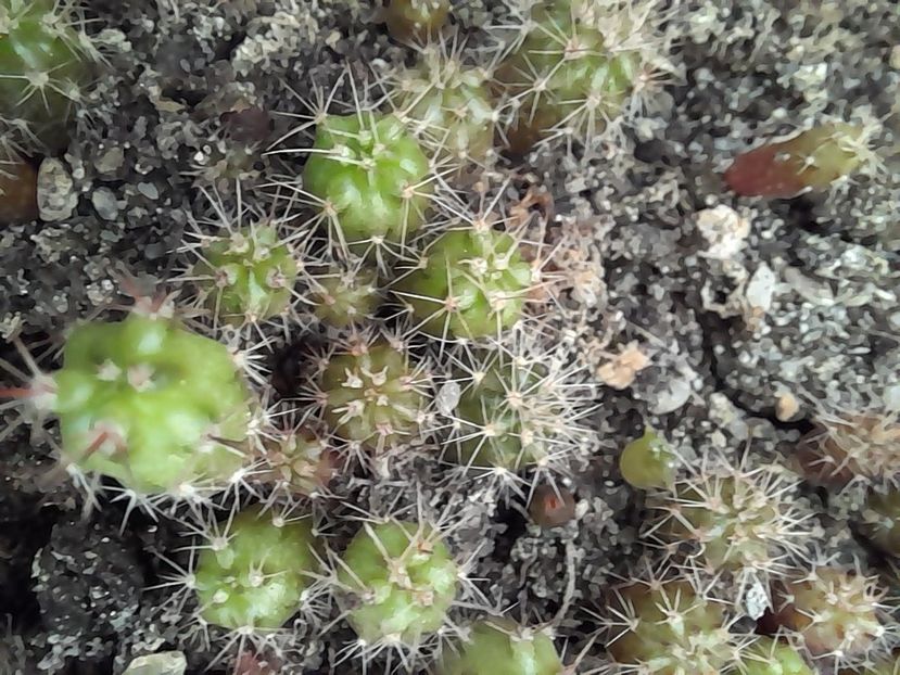  - Suculente si cactusi