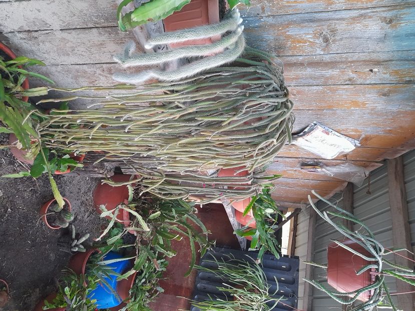  - Suculente si cactusi