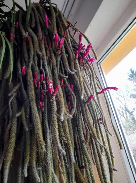 received_7397074687034043 - Suculente si cactusi