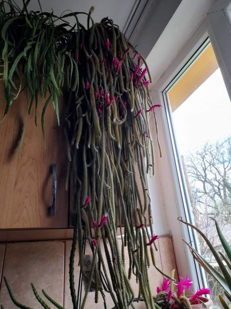 received_534274884882111 - Suculente si cactusi