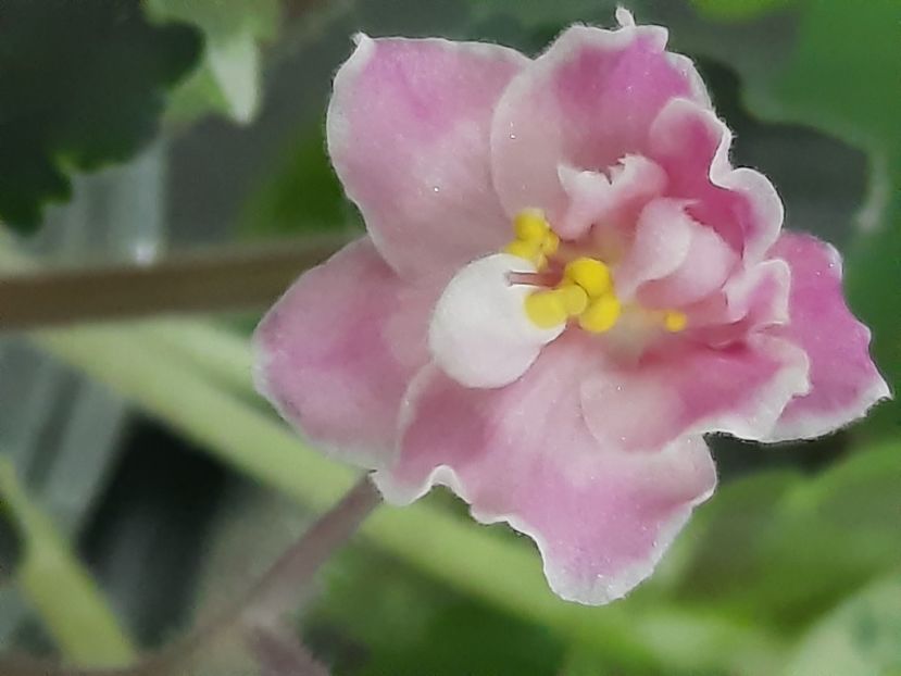  - Snuggles Little Girl