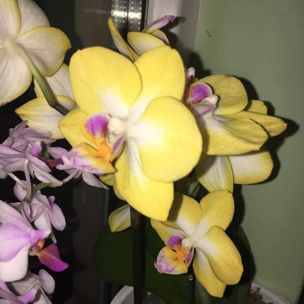 received_718599001931289 - Orhidei