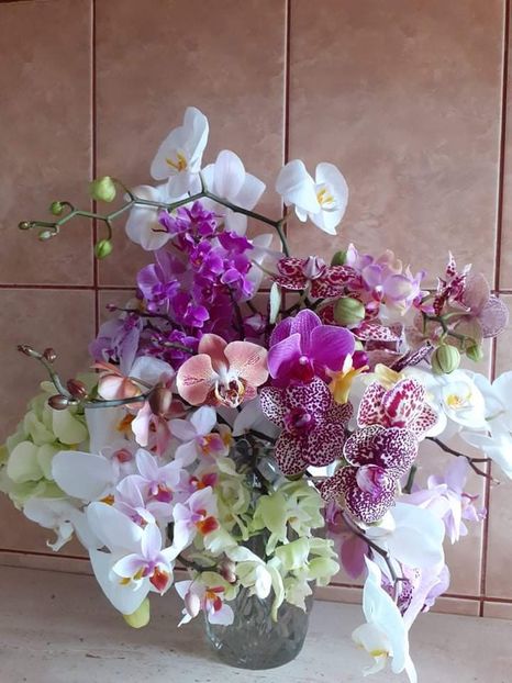 received_521243902297762 - Orhidei