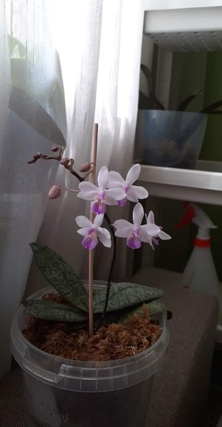 received_518284182800634 - Orhidei
