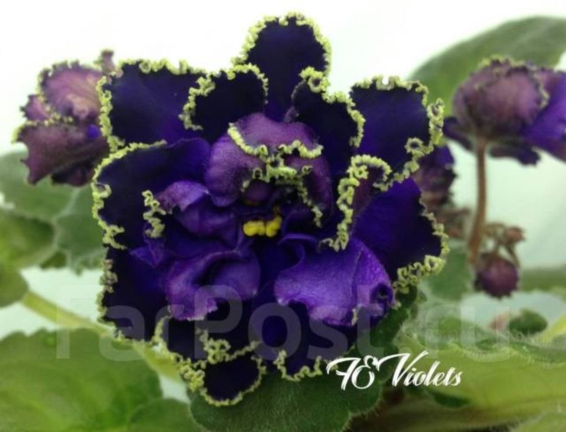 AV-Vladimir Visotskiy - AV-Vladimir Visotskiy