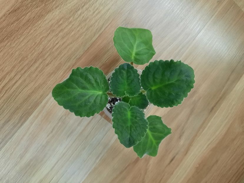  - AV-Vladimir Visotskiy