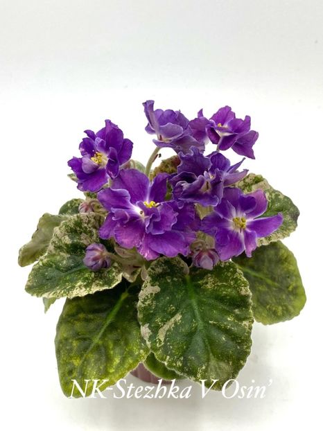 NK-Stezhka V Osin’ - NK-Stezhka V Osini