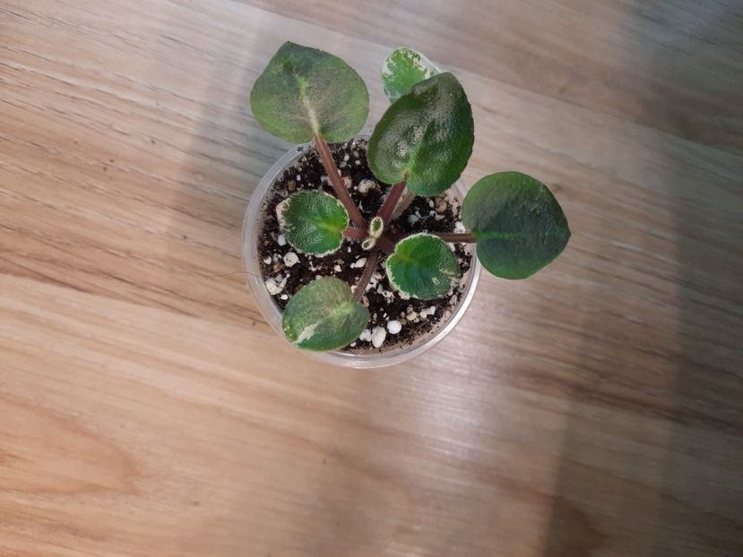  - LE-Dushistiy Shalfey