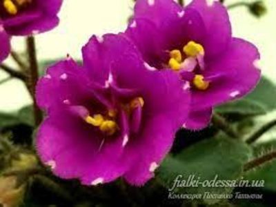 Tipped Honey - ZZTipped Honey