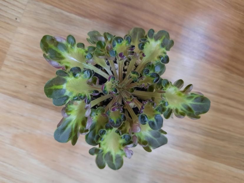  - Mac s Pizza Pizzicato