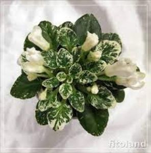 N-Utrenniya Rosa - N-Utrenniya Rosa