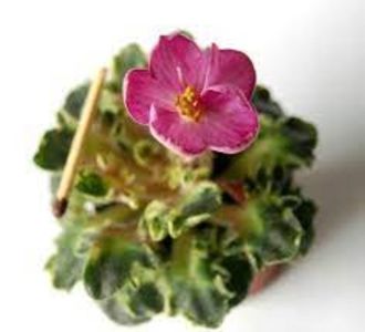 Strawberry Girl - Strawberry Girl