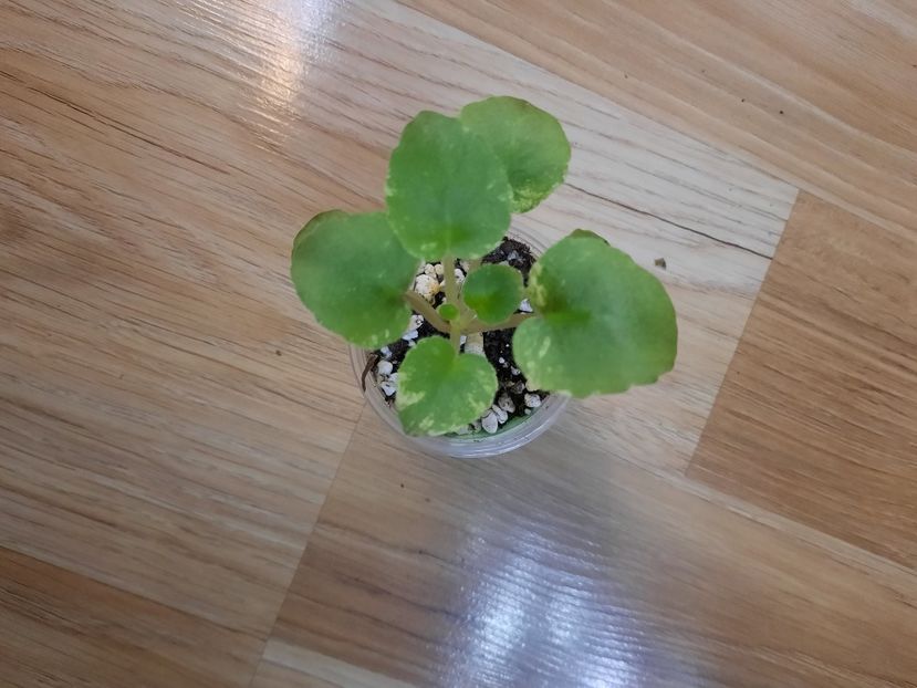  - SV Gorod Sevastopoljv