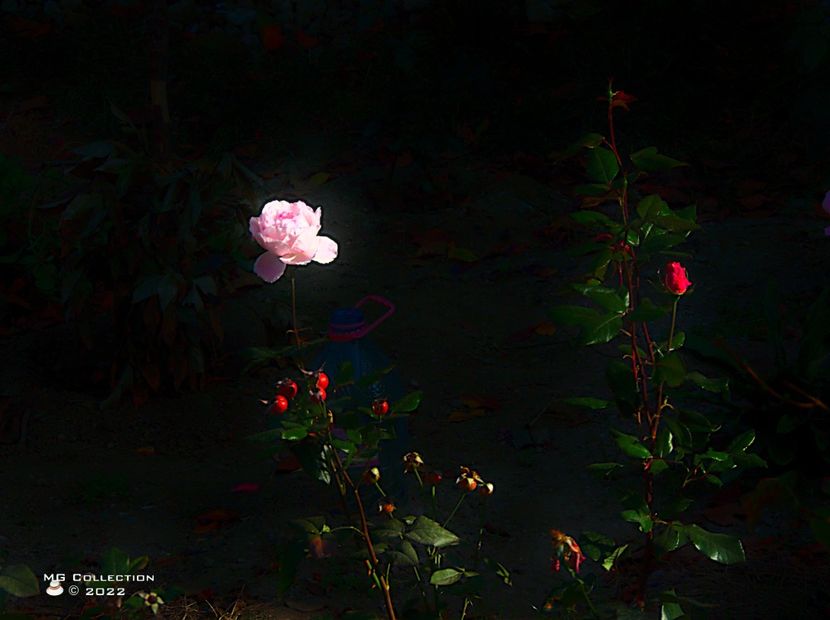 w-Dark Rose - DECO ART