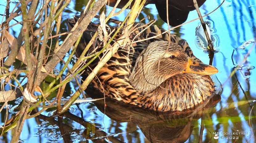 w-Rață pe lac - Duck on the lake - PASARI - BIRDS