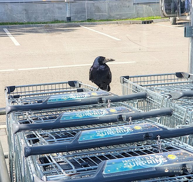 w-Corb - Raven - PASARI - BIRDS