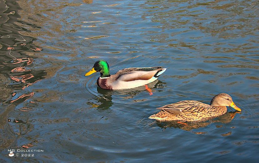 w-Două rațe - Two Ducks - PASARI - BIRDS