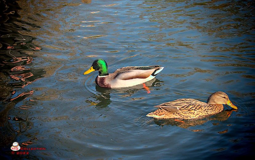 w-Două rațe - Two Ducks 5 - DECO ART