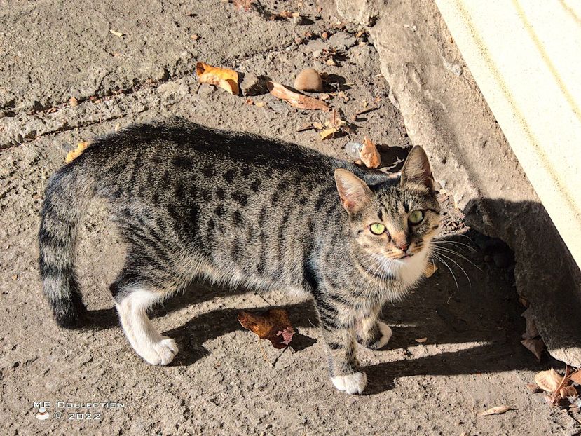 w-Mother Kitty - --- PISICI si CAINI - CATS AND DOGS