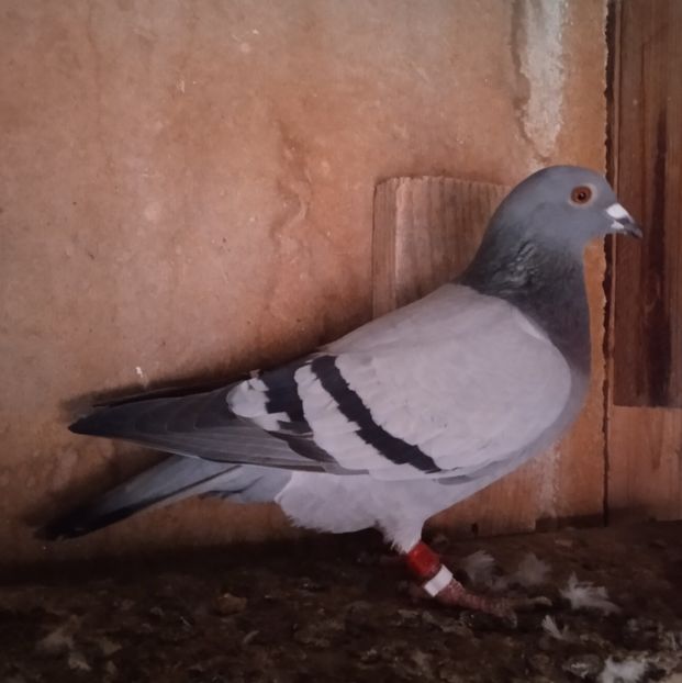 Femela 22-900....-15 lei - Porumbei vanduti