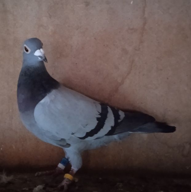 Femela 21-048....-15 lei - Porumbei vanduti