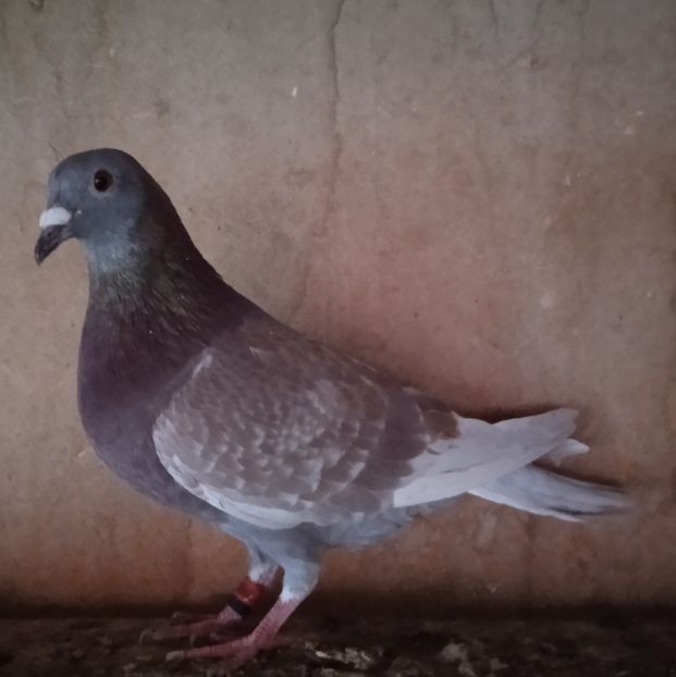 Mascul 22-879....-15 lei - Porumbei vanduti