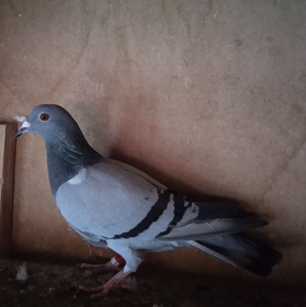 Femela 22-881....-15 lei - Porumbei vanduti