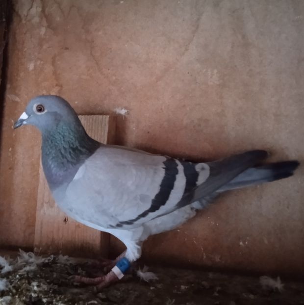 Femela 21-921....-15 lei - Porumbei vanduti