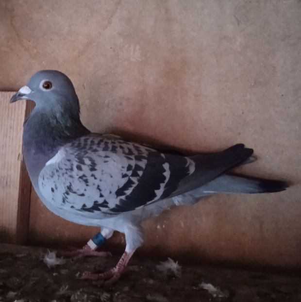 Femela 21-055....-15 lei - Porumbei vanduti