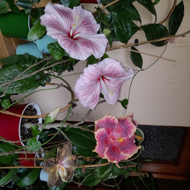 20.11.2022 - HIBISCUSI 2022-7