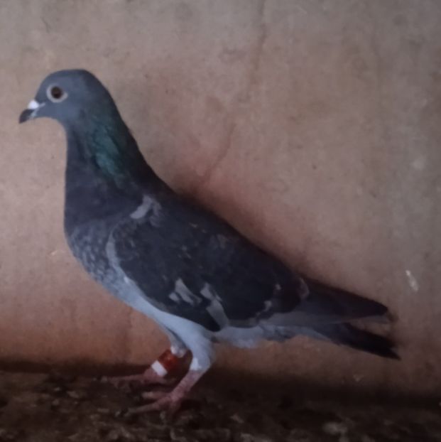 Femela 22-890....-15 lei - Porumbei vanduti