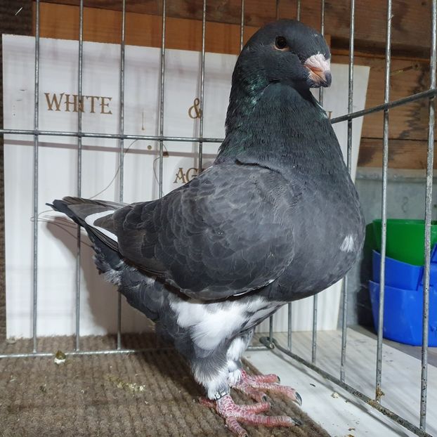 2022 Ro 10348 - Pui 2022