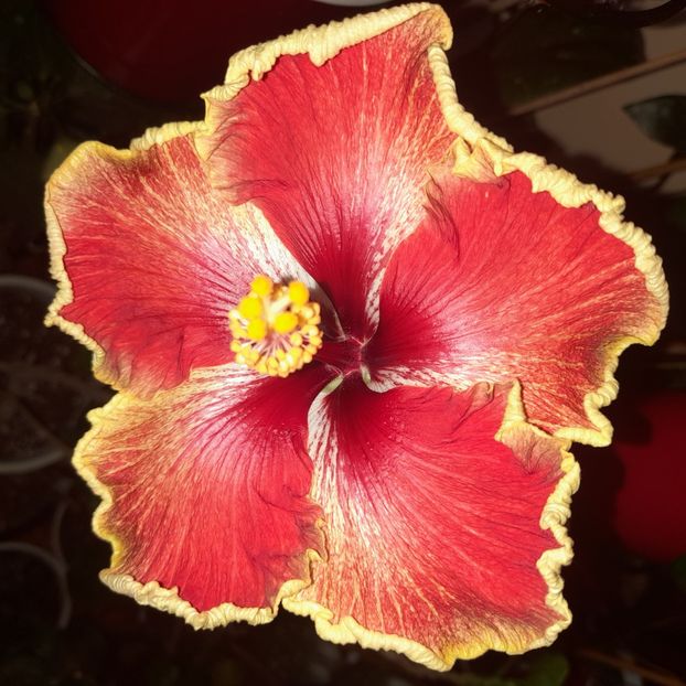 21.11.2022 - HIBISCUSI 2022-7