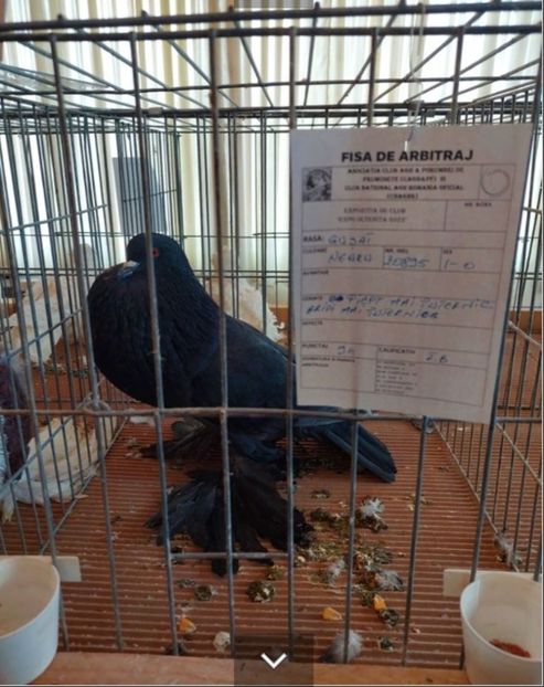 Screenshot_20221121-123526_Chrome - GUSATI POMERANIA