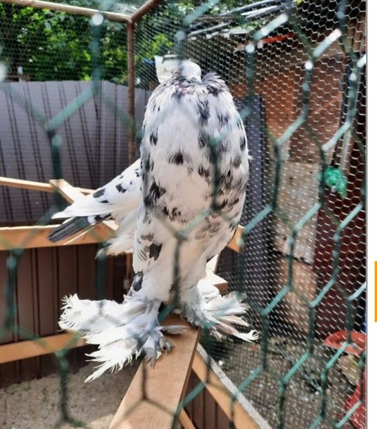 F - GUSATI POMERANIA