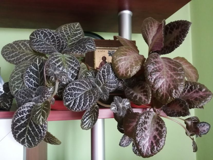  - EPISCIA