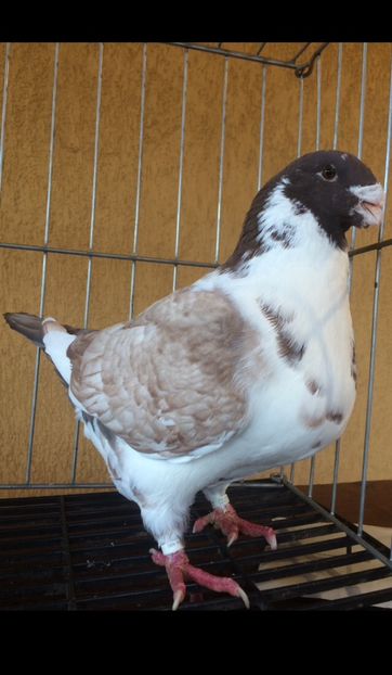 m 2021 - Porumbei vanduti 2017-2025